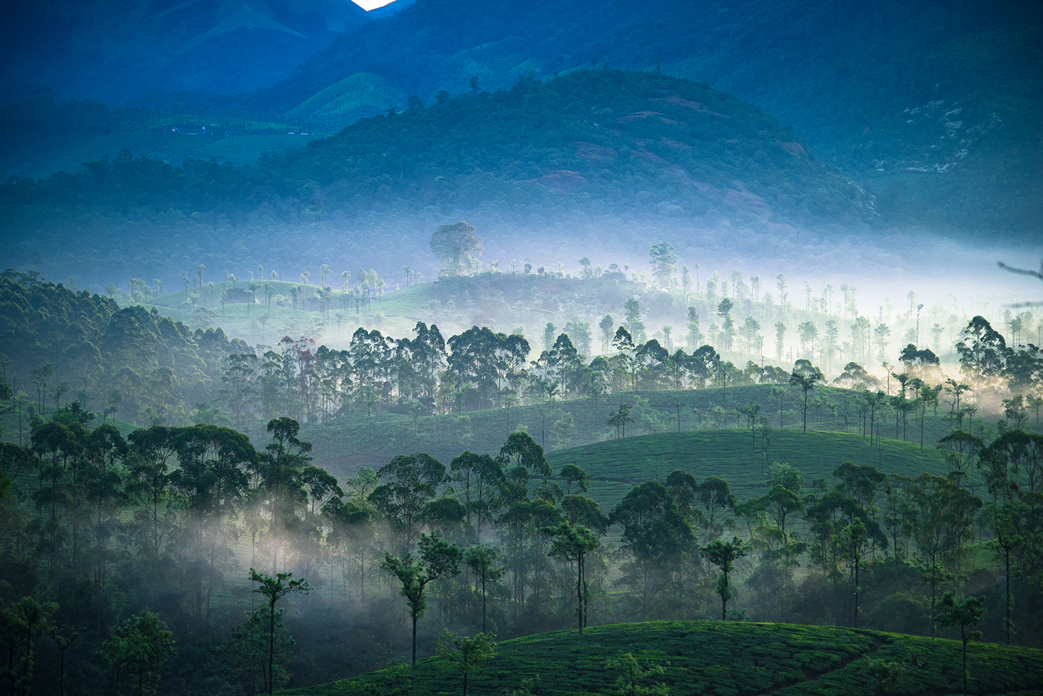 Plantation Resorts & Homestays