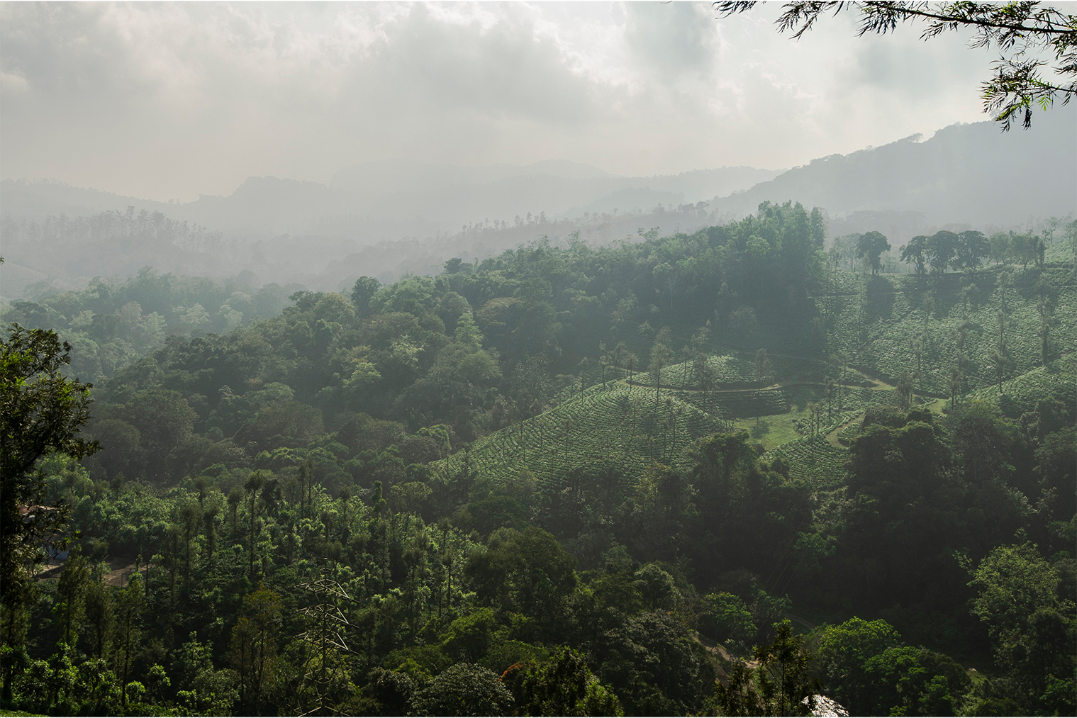 Plantation Resorts & Homestays